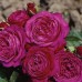 Trandafir floribunda Heidi Klum c4